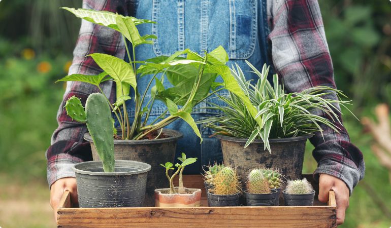 close-up-picture-hand-holding-wooden-tray-which-full-pots-plants